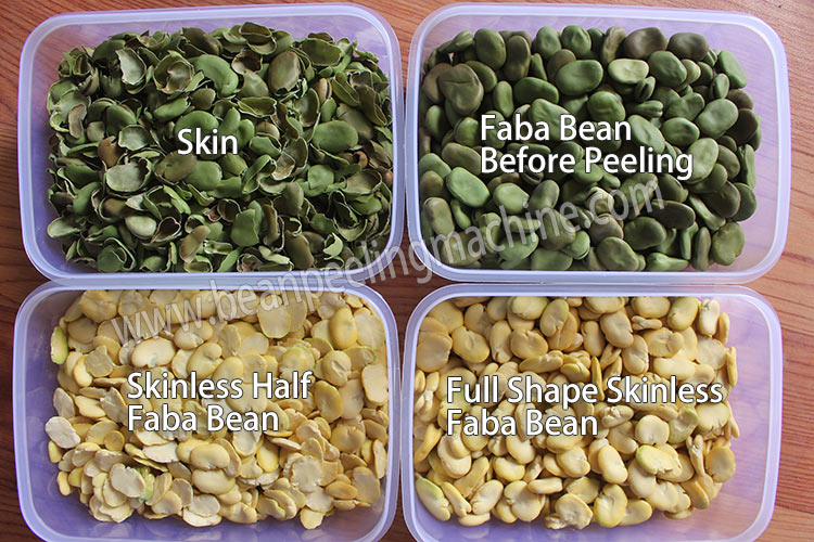 broad-bean - 副本.jpg